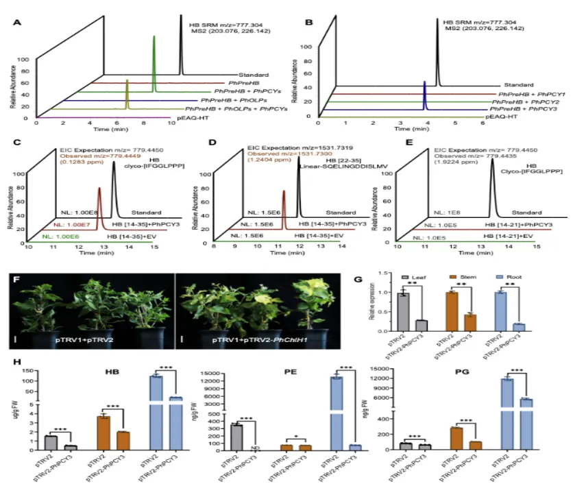 Plant Communications | 基因组所李伟团队等联合解析太子参环肽关键环化酶
