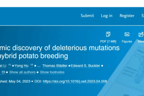 “优薯计划”迎来新利器！基因组所黄三文团队开发进化透镜加速杂交马铃薯育种