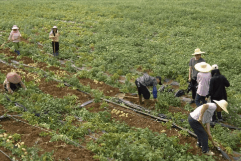 马铃薯迎丰收 田间好“丰”景