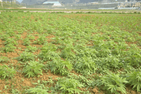 聚焦巴马火麻 打造生态产业