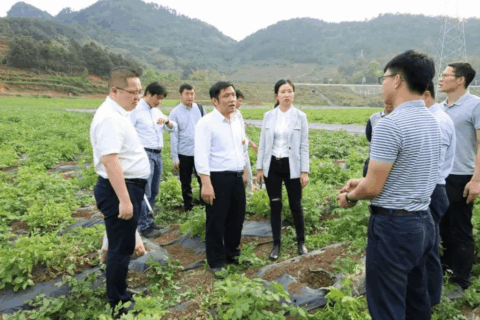 河池市人民政府副市长贾英竺调研马铃薯种植示范基地