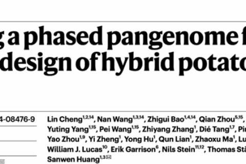 Nature | 黄三文团队系统揭示无性繁殖植物的基因组特征，提出马铃薯理想单倍型育种策略