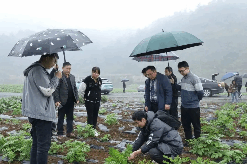 河池市科学技术局调研团深入巴马乡村振兴研究院调研