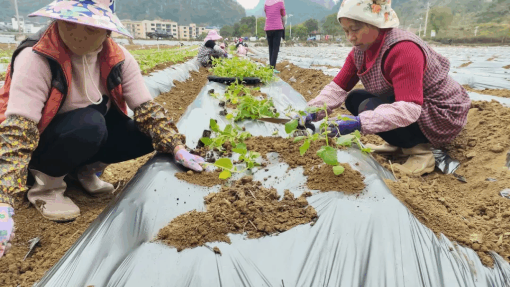 一颗马铃薯种子的乡村振兴力量
