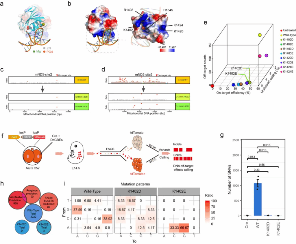 Cell Research | 基因组所左二伟团队研发新型线粒体编辑技术，破解线粒体碱基编辑脱靶难题