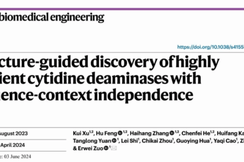 Nature Biomedical Engineering | 基因组所左二伟团队开发新型单碱基编辑器