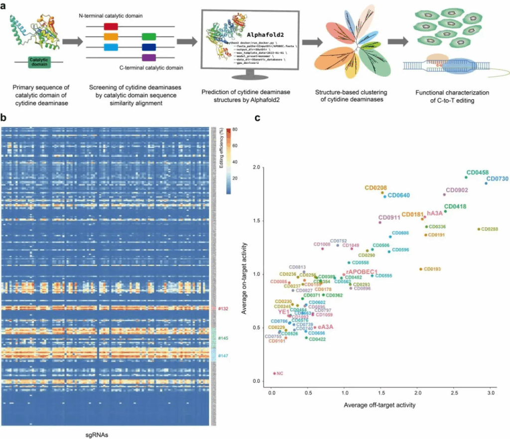 Nature Biomedical Engineering | 基因组所左二伟团队开发新型单碱基编辑器