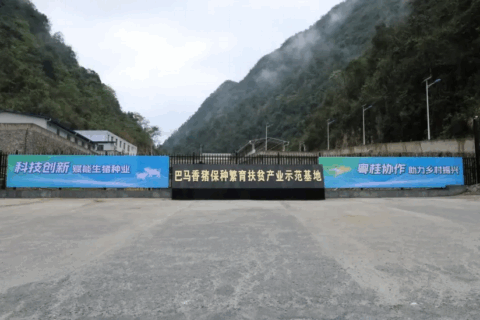 巴马：科技赋能助推乡村振兴