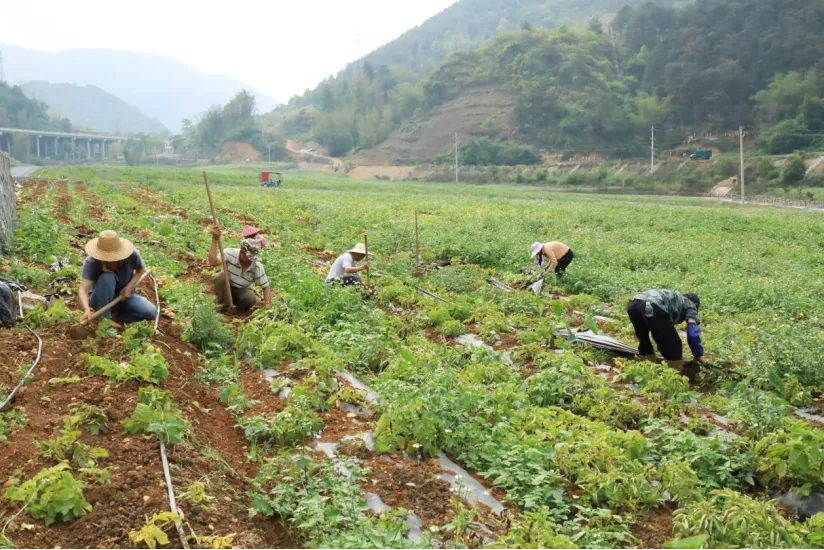 巴马：科技赋能助推乡村振兴