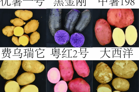 爱心马铃薯暖人心，科技助推乡村振兴