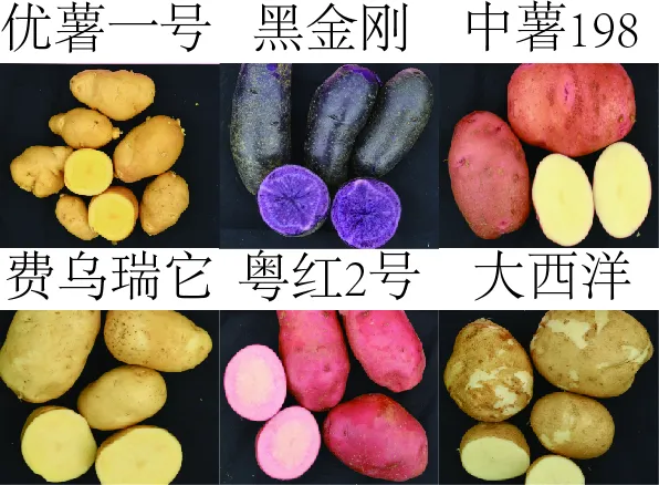 爱心马铃薯暖人心，科技助推乡村振兴