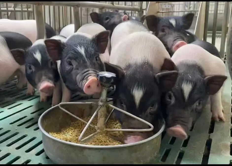 巴马香猪：异种器官移植领域的“潜力之星” 助力解决全球器官短缺难题