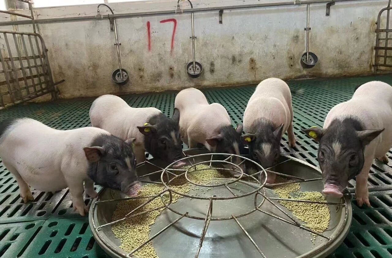 巴马香猪:异种器官移植领域的“潜力之星” 助力解决全球器官短缺难题