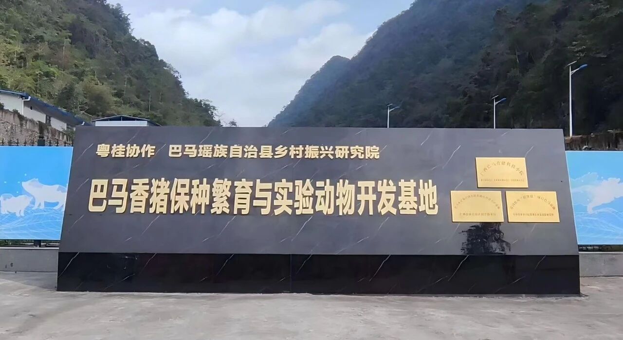 巴马香猪:异种器官移植领域的“潜力之星” 助力解决全球器官短缺难题